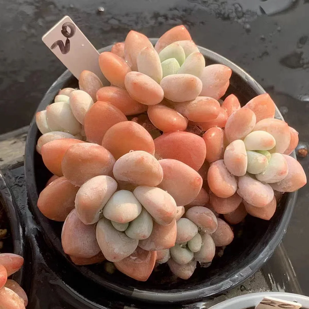 481.Echeveria   Loki. cluster / Echeveria / Succulent plants / Garden landscape / Carefully select healthy plants
