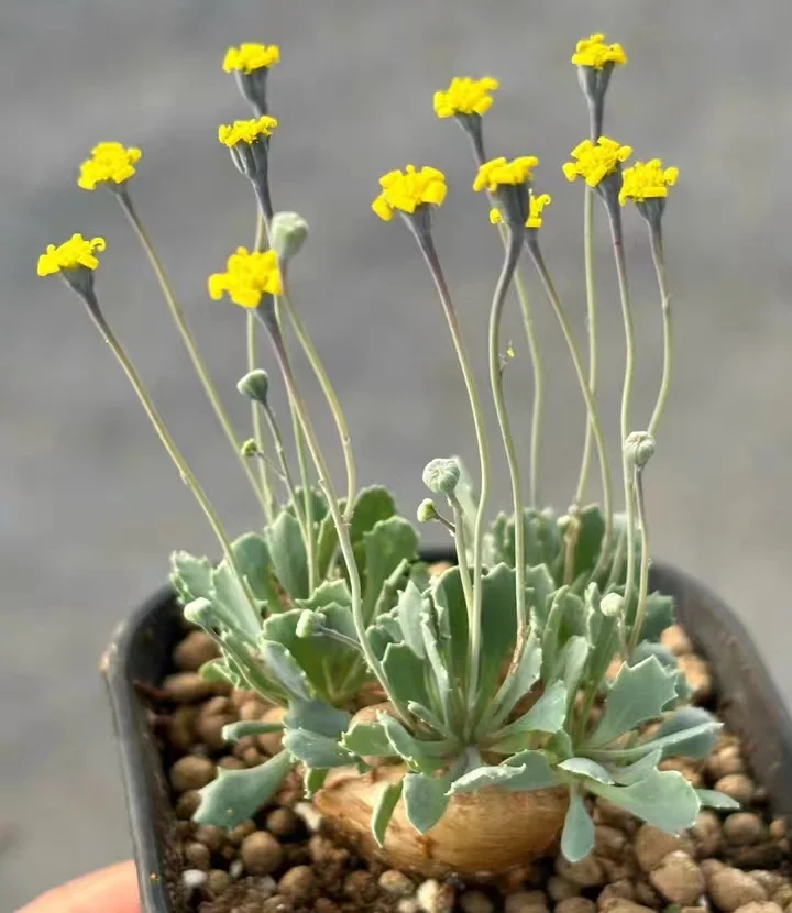 792.  Othonna cacalioides  1-1.5cm/ Caudex  / Succulent plants / Garden landscape / Carefully select healthy plants