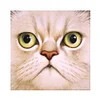 Cat | Full Round/Square Diamond Painting Kits | 20x20cm | 30x30cm