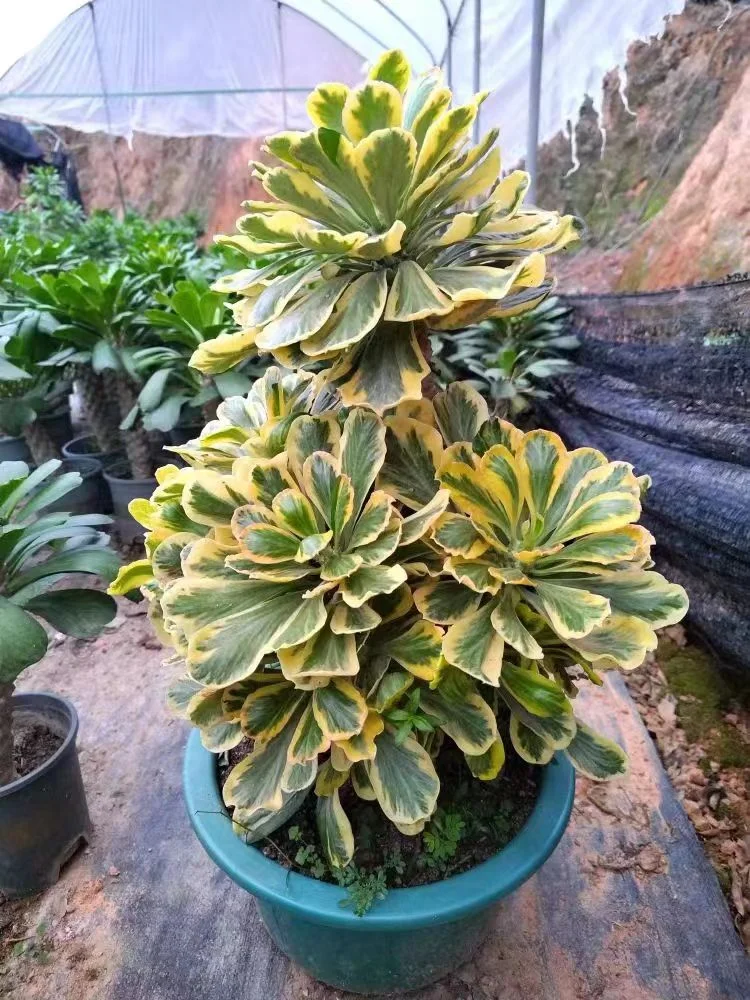 643. Euphorbia Poissonii variegated  has roots single head height 15-20cm /Cactus plants /Succulent plants/ Garden landscape / Carefully select healthy plants