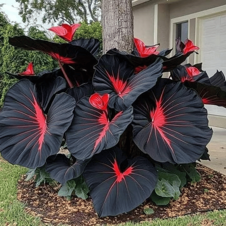 🎁2025 Special Offer🌿 Fire & Ice Rare Hosta Flower Seeds