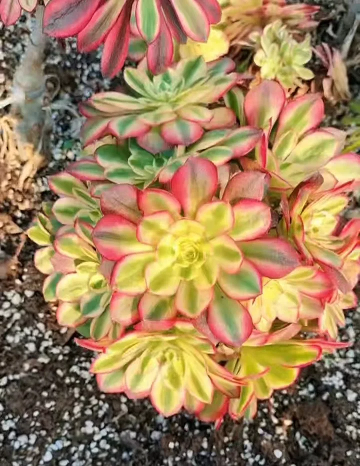 plant Aeonium Echeveria Haworthia  Caudex  Lithops Cactus  Agave 