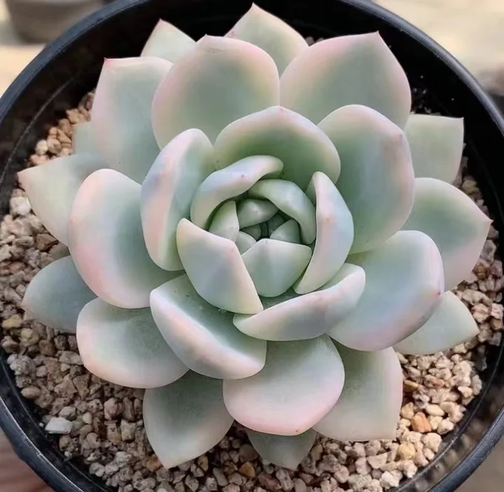 696 .Monroe brocade  single head 5-6 cm / Echeveria / Succulent plants / Garden landscape / Carefully select healthy plants