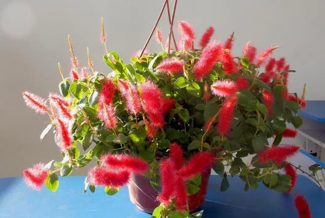 Acalypha hispida - Red Hot Cattail Seeds