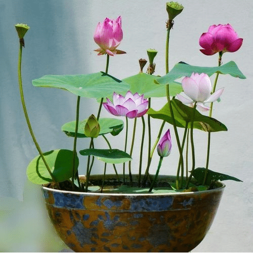 🔥【7 days germination】💐The Sacred Bonsai Bowl Lotus Flower