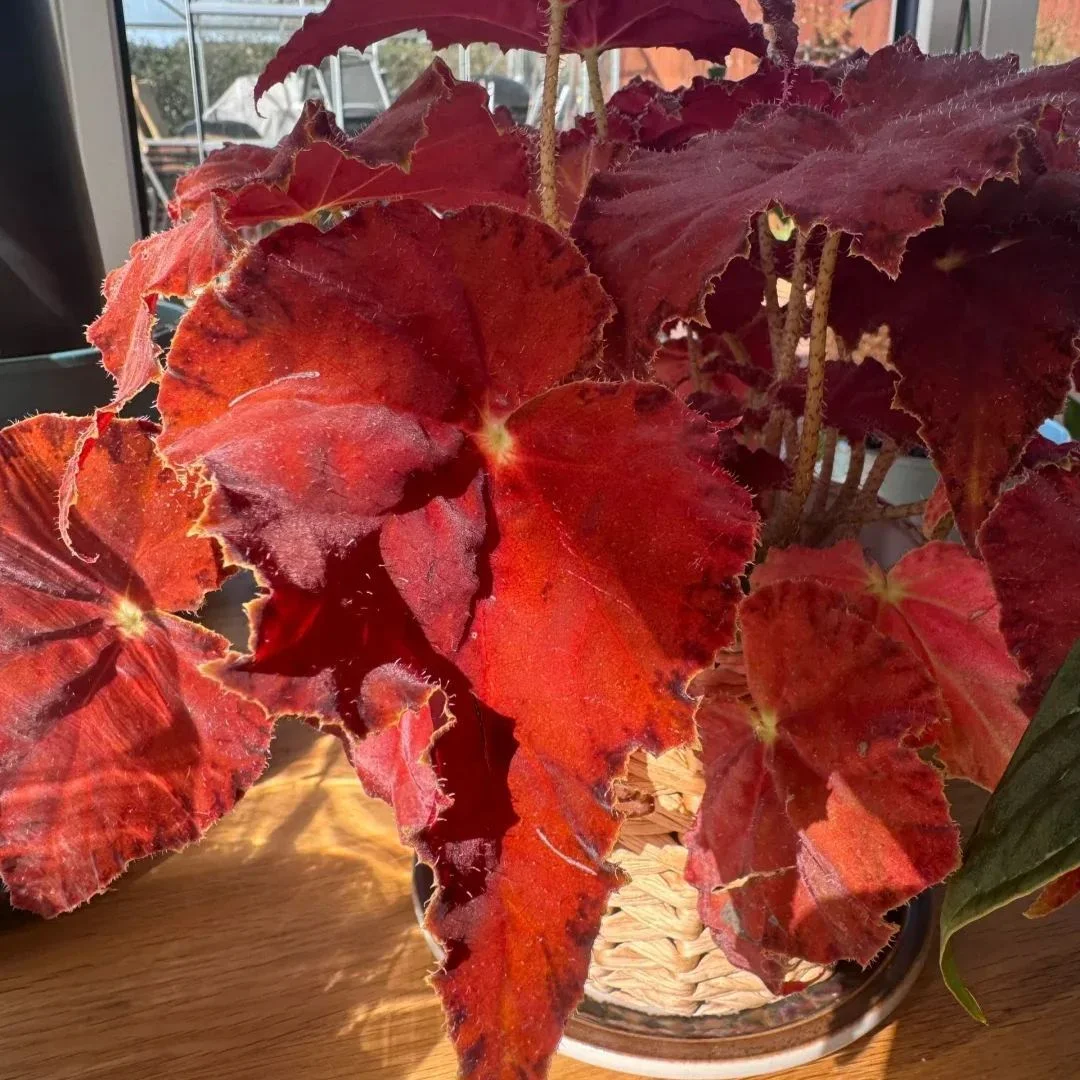 Twilight of the Gods Begonia Seeds