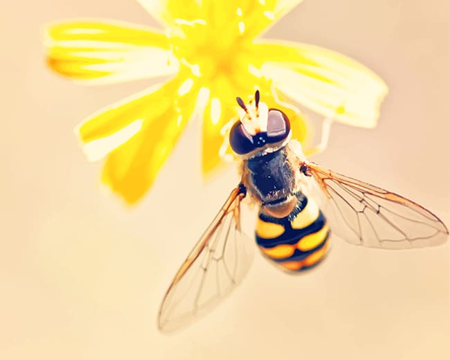 

Wasp On Flower – Paint By Numbers - 40*50CM, 501 Original