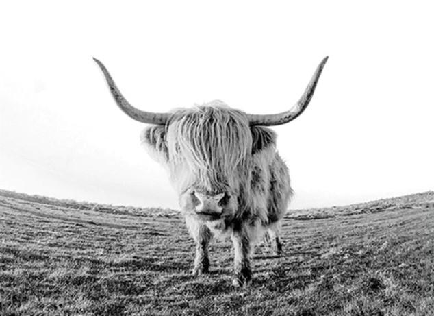 

Wild Highland Cow – Paint By Numbers - 40*50CM, 501 Original