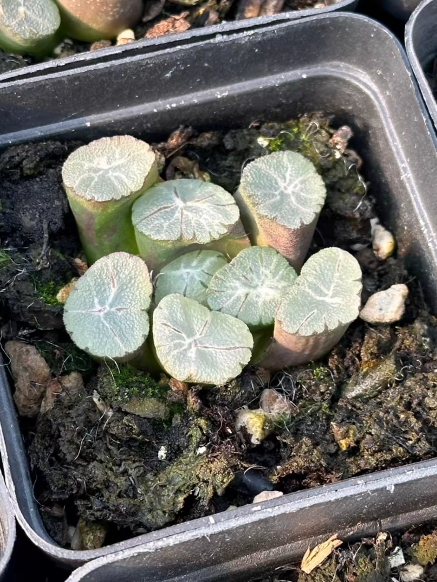bjbm31.Haworthia truncata var. maughanii (Poelln.) Halda Purple Rice Wife 4-5cm / Haworthia/ Succulent plants / Garden landscape / Carefully select healthy plants