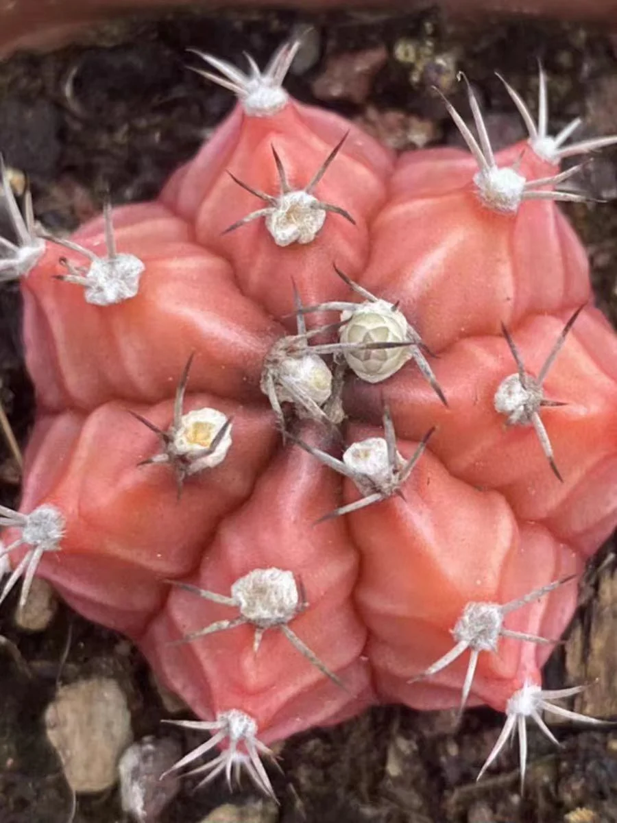 plant Aeonium Echeveria Haworthia  Caudex  Lithops Cactus  Agave 