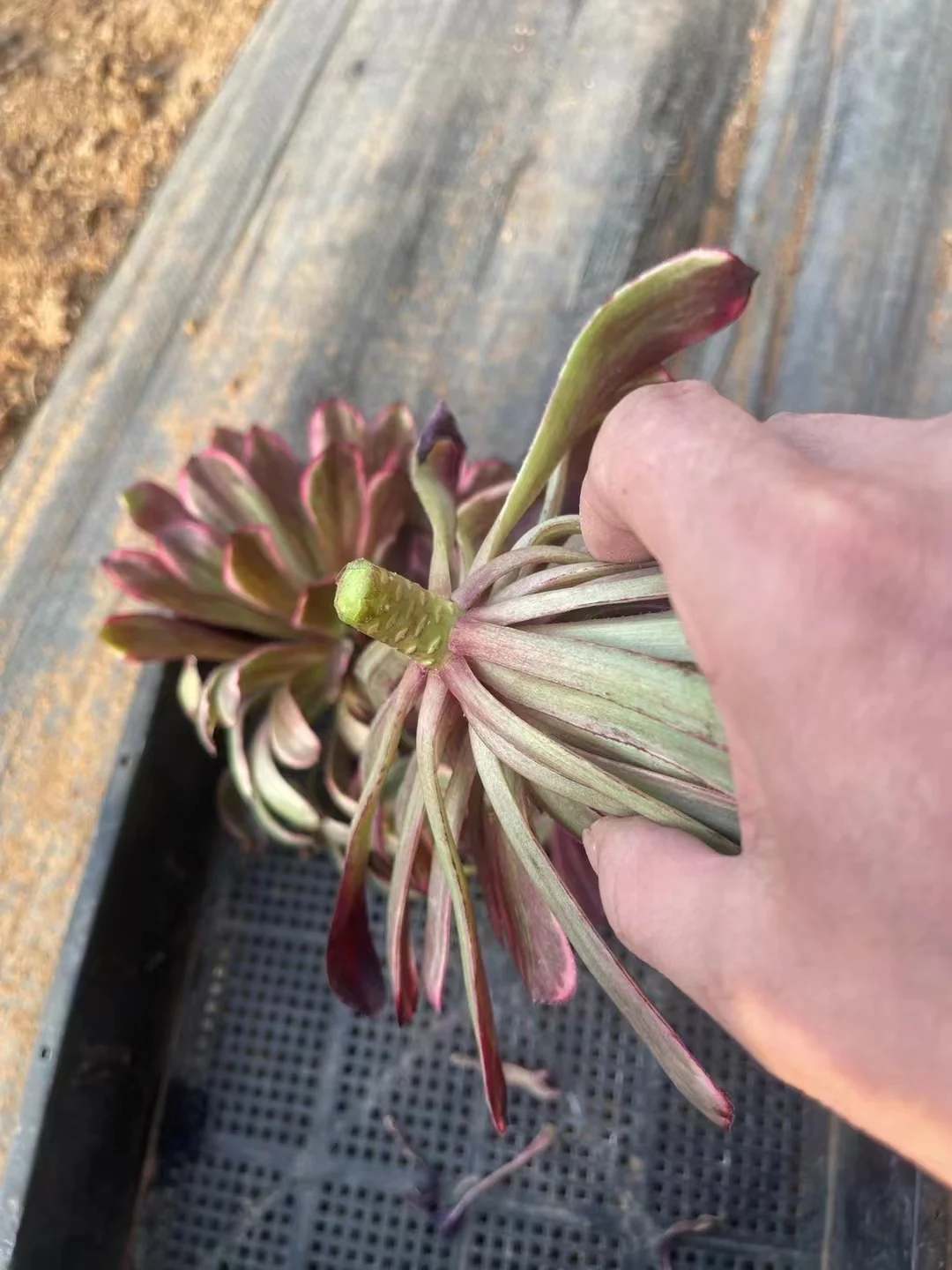 plant Aeonium Echeveria Haworthia  Caudex  Lithops Cactus  Agave 