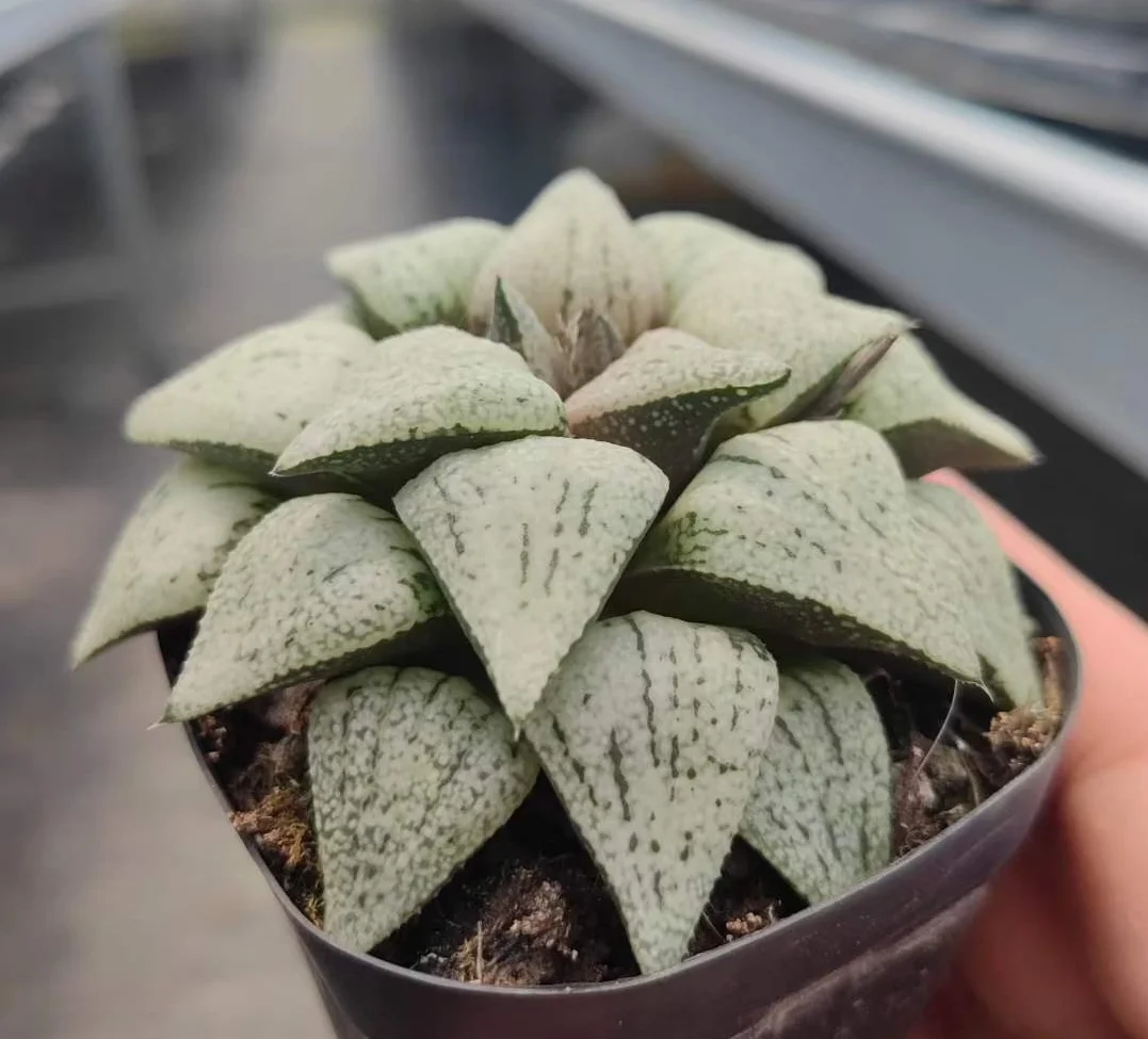 plant Aeonium Echeveria Haworthia  Caudex  Lithops Cactus  Agave 