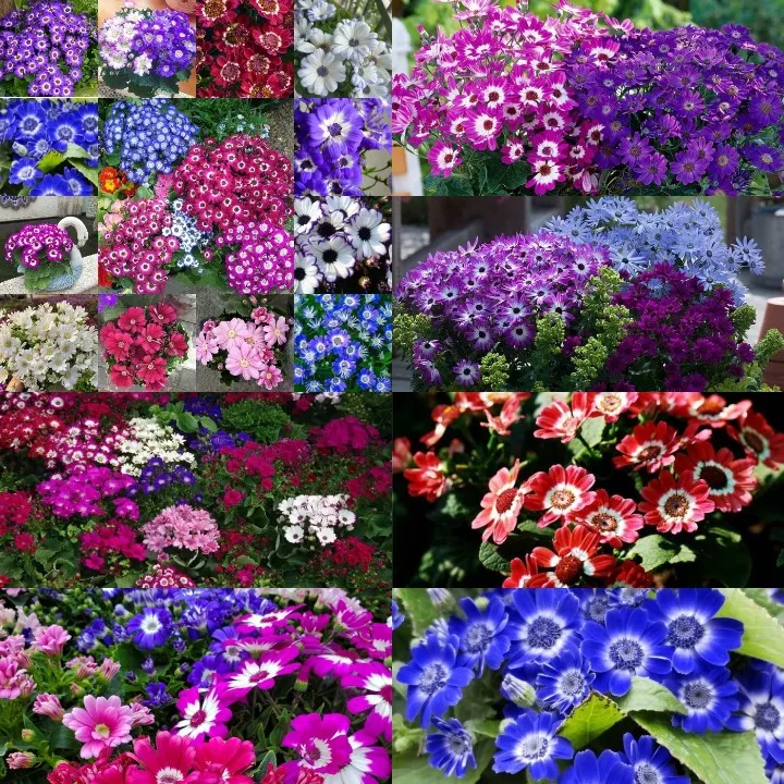 Cineraria Mix Flower Seeds-Over 10 Colors