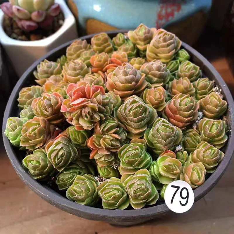 plant Aeonium Echeveria Haworthia  Caudex  Lithops Cactus  Agave 