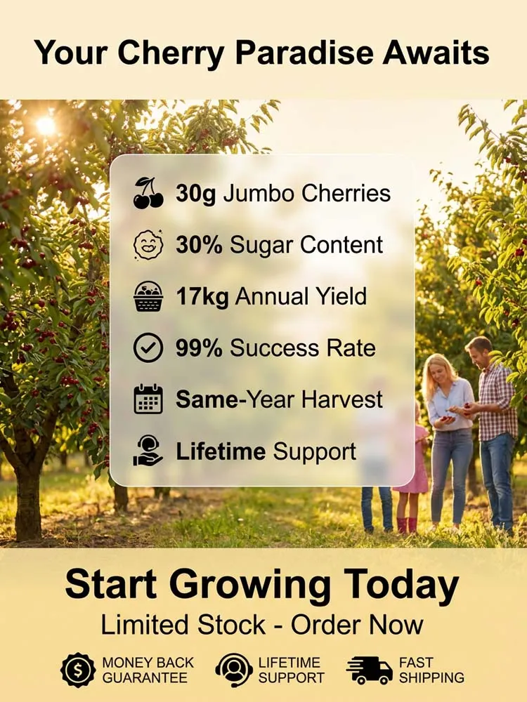 【No fruit, full refund】 Premium Giant Sweet Cherry Sapling