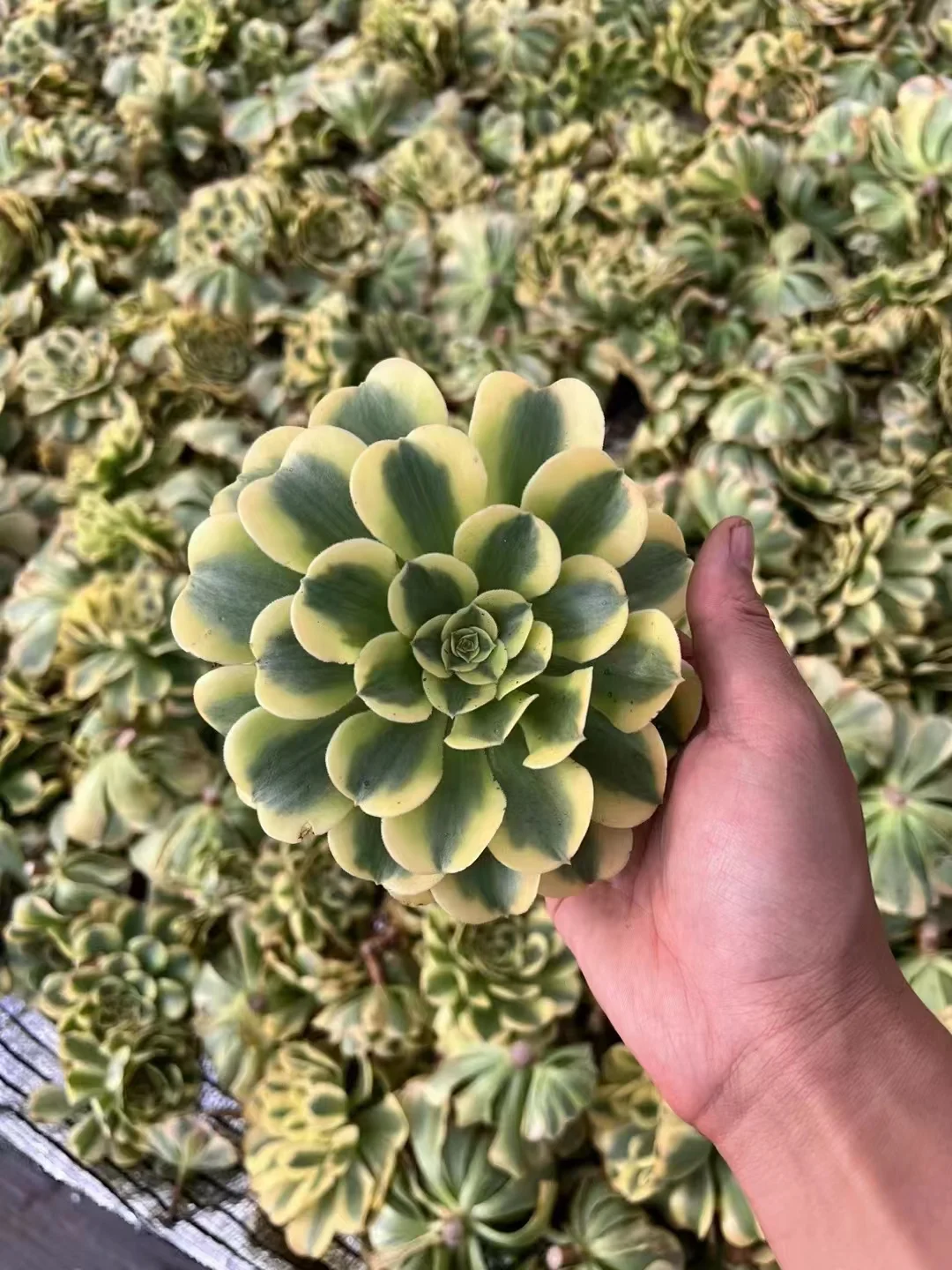 plant Aeonium Echeveria Haworthia  Caudex  Lithops Cactus  Agave 