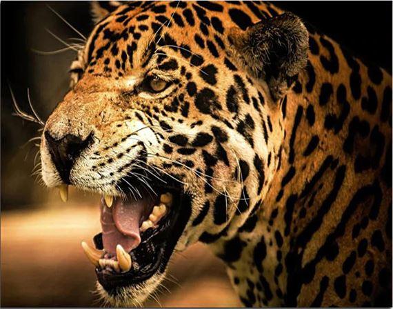 

Leopard Fangs – Paint By Numbers - 40*50CM, 501 Original