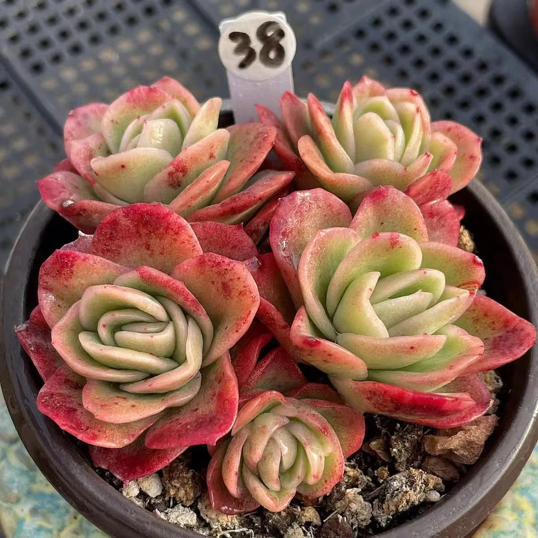 plant Aeonium Echeveria Haworthia  Caudex  Lithops Cactus  Agave 