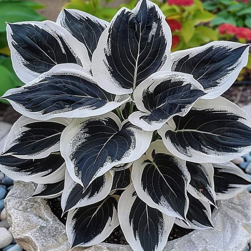Rare Hosta &mdash; Black-White