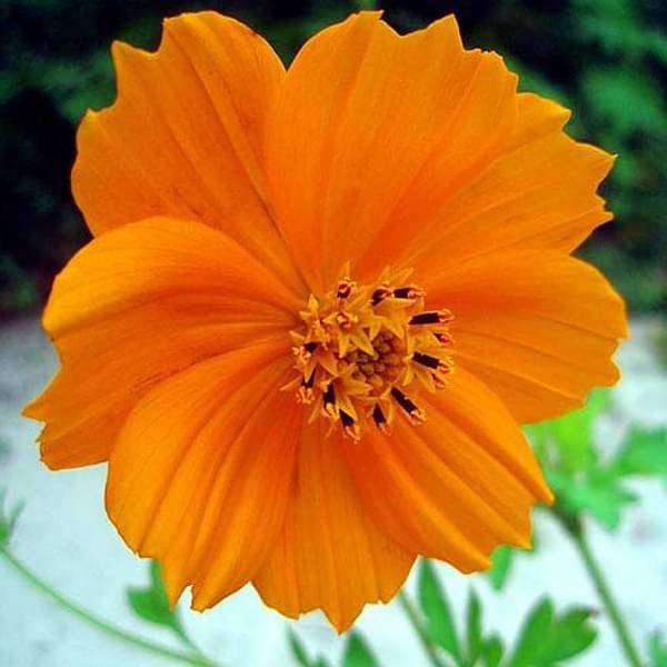 Cosmos Orange - Desi Flower Seeds