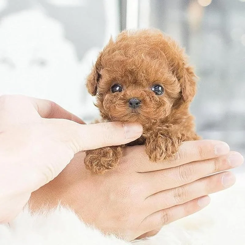 🎁Last Day Promotion 49% OFF🐶 My Realistic Robot Puppy