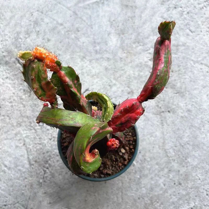 plant Aeonium Echeveria Haworthia  Caudex  Lithops Cactus  Agave 