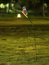 Solar Powered Kingfisher Garden Stake Lantern Outdoor Warm LED Decor