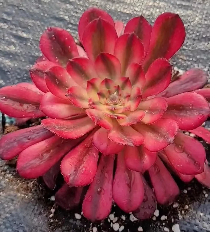 196. Red devils cutting 6-8cm/ Aeonium cutting/ Succulent plants / Garden landscape / Carefully select healthy plants