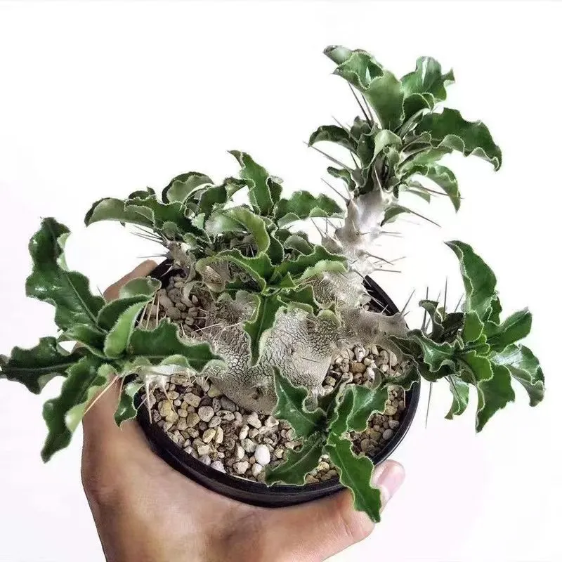 plant Aeonium Echeveria Haworthia  Caudex  Lithops Cactus  Agave 