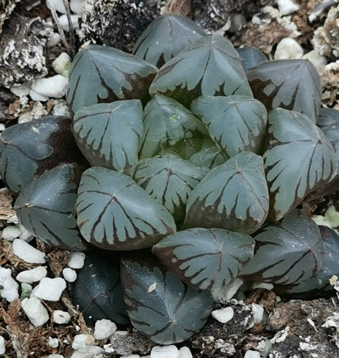plant Aeonium Echeveria Haworthia  Caudex  Lithops Cactus  Agave 