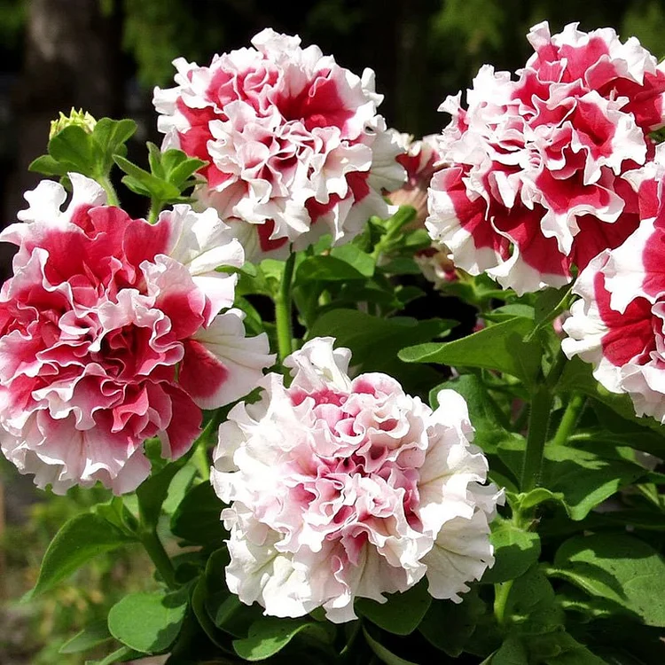 Cascade Petunia - Red Pirouette