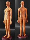 Acupuncture Point Human Body Model Meridian Acupoint Model