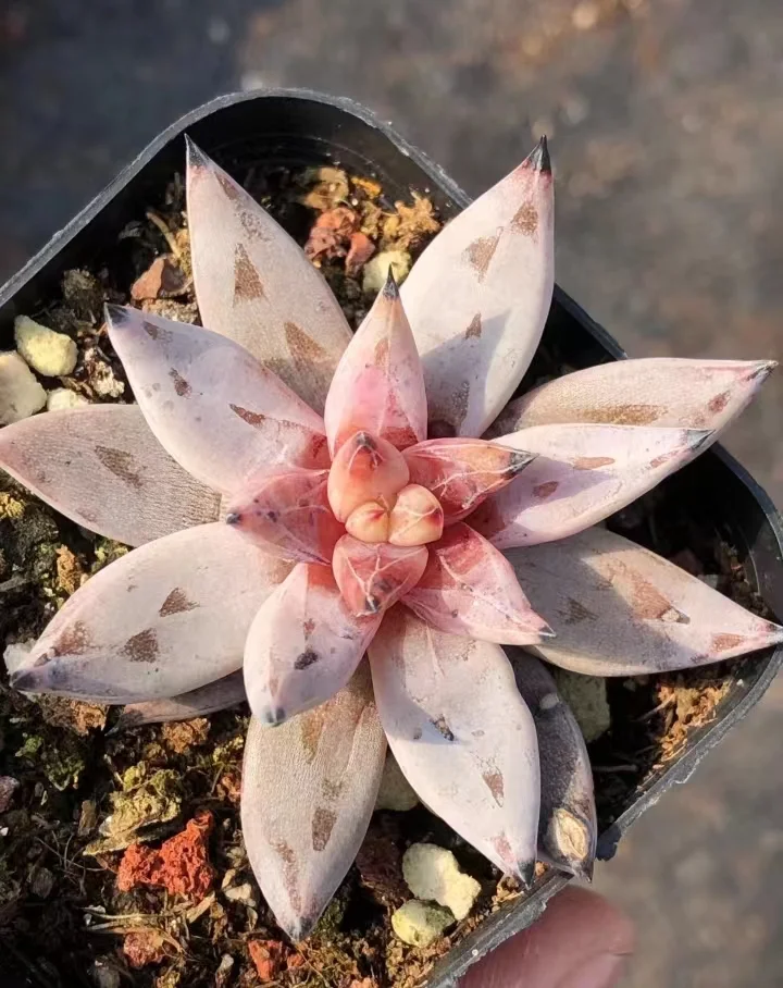 plant Aeonium Echeveria Haworthia  Caudex  Lithops Cactus  Agave 