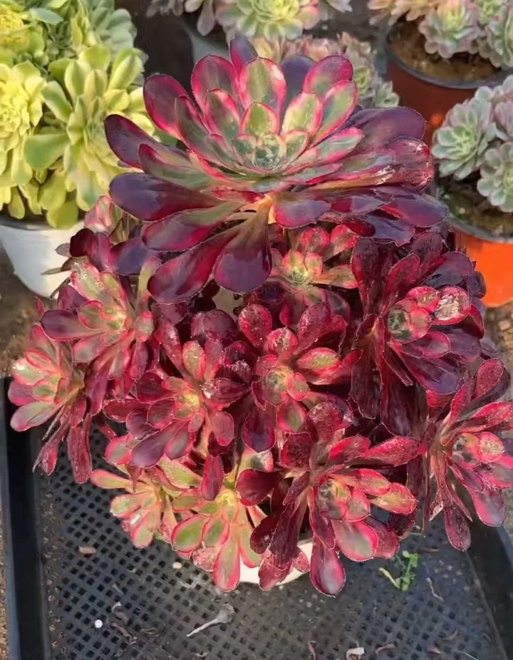 plant Aeonium Echeveria Haworthia  Caudex  Lithops Cactus  Agave 