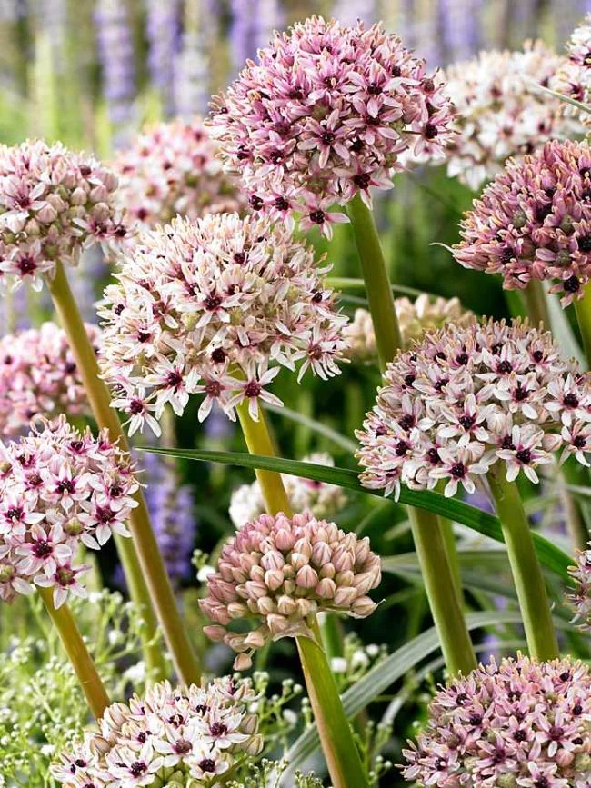 超人気ブティック Allium Karataviense 邦楽