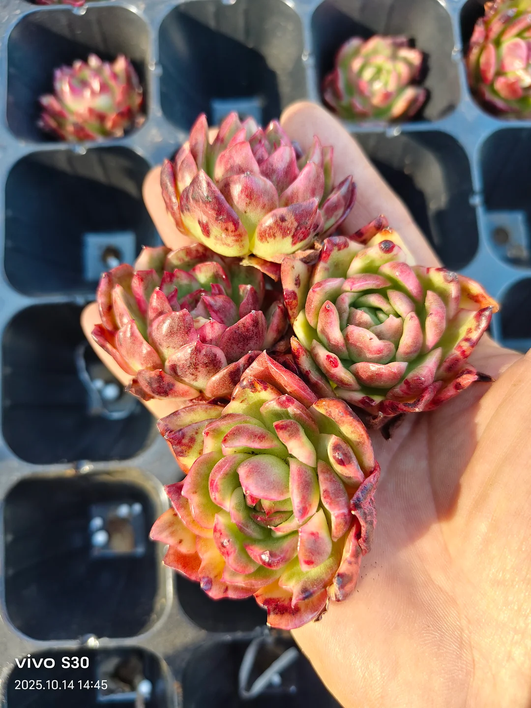 plant Aeonium Echeveria Haworthia  Caudex  Lithops Cactus  Agave 