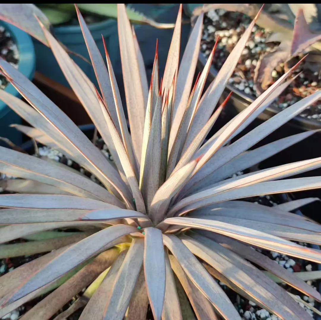 plant Aeonium Echeveria Haworthia  Caudex  Lithops Cactus  Agave 