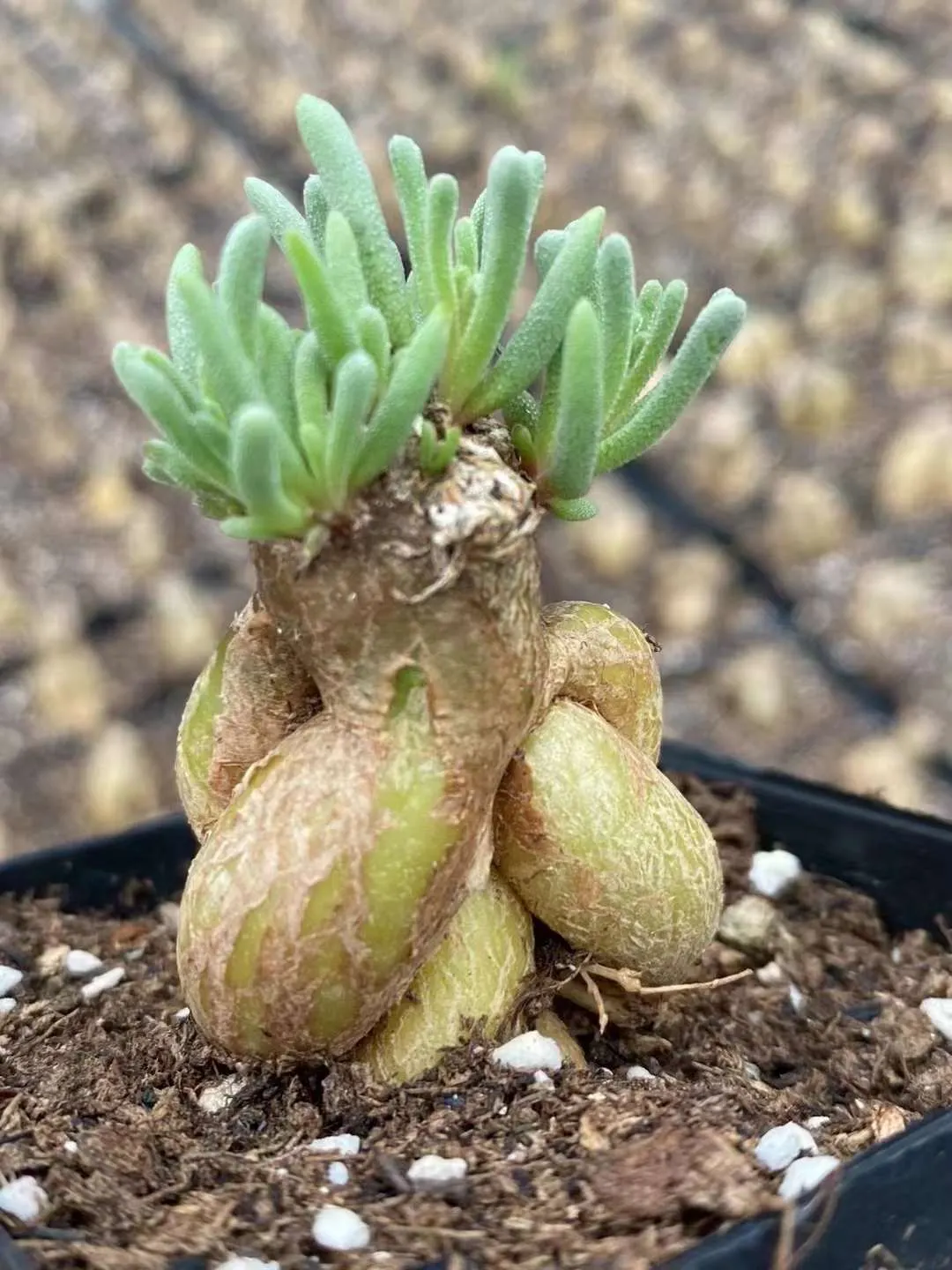 plant Aeonium Echeveria Haworthia  Caudex  Lithops Cactus  Agave 