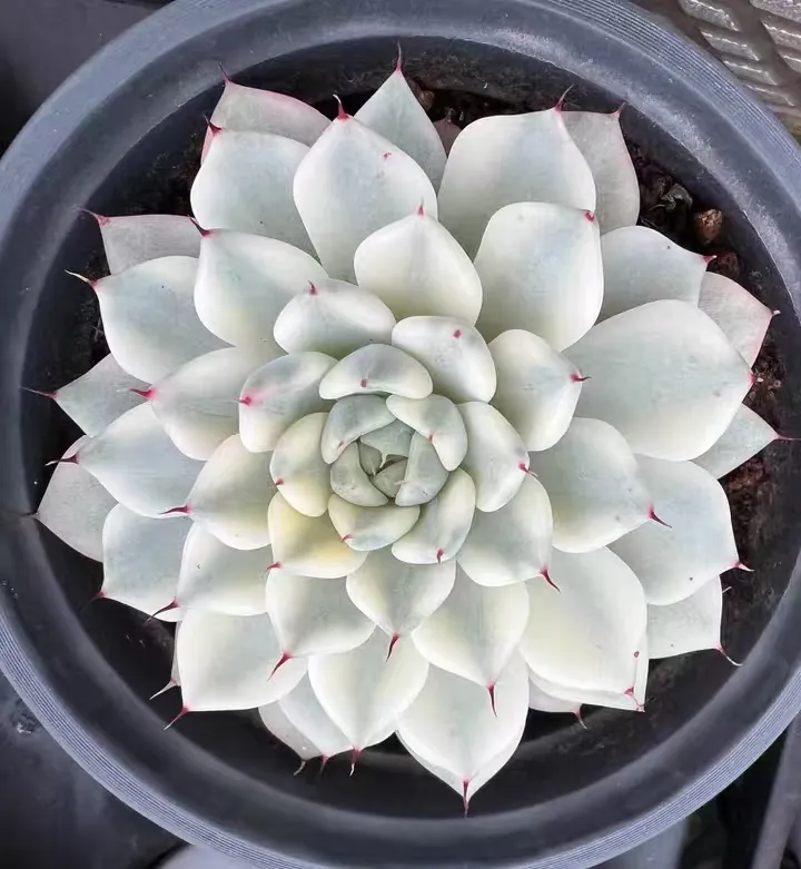 plant Aeonium Echeveria Haworthia  Caudex  Lithops Cactus  Agave 