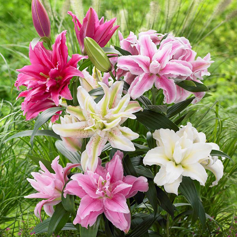 Lilium 'Double Oriental Seeds Jonyparkseed®