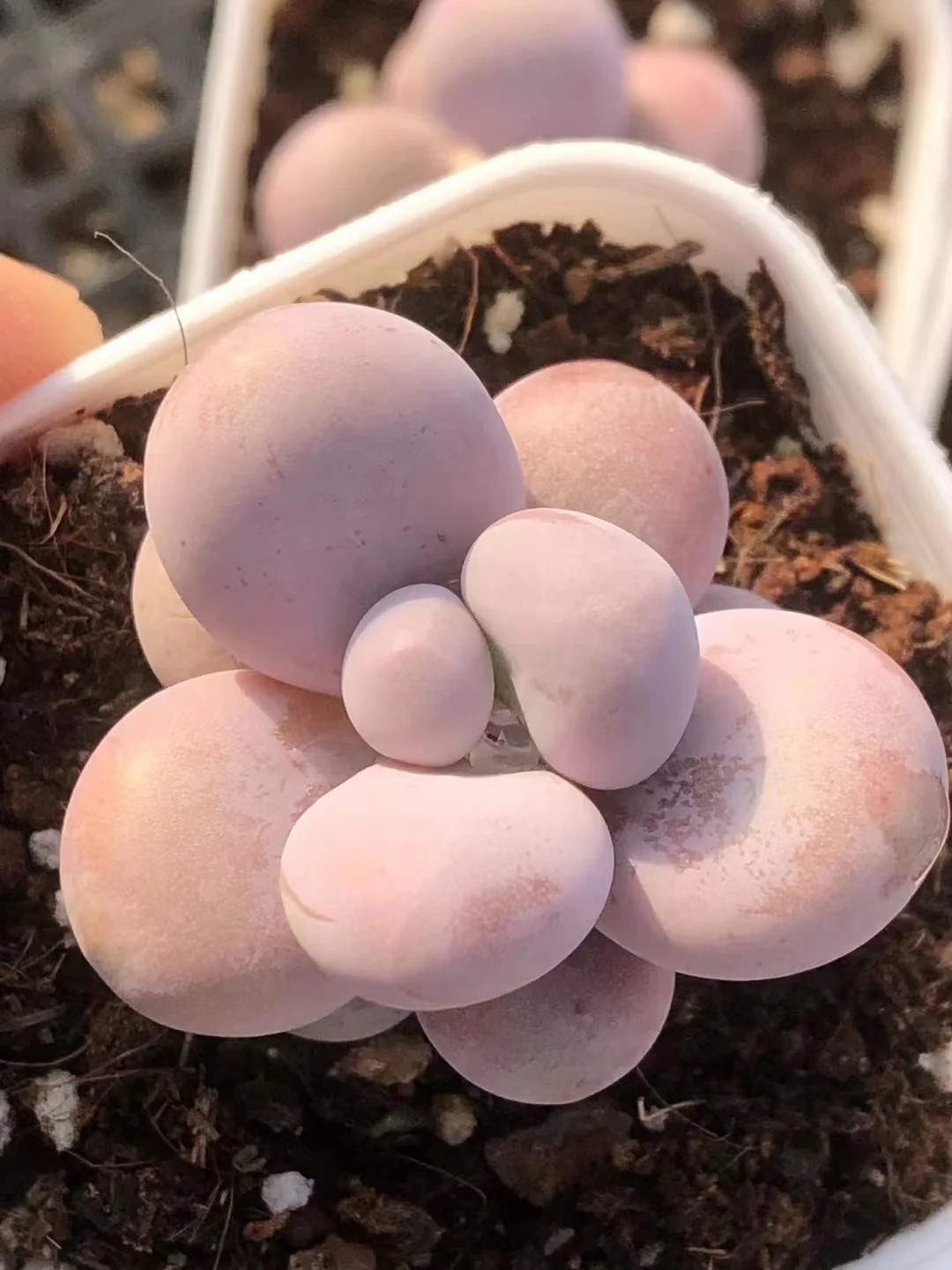518. Echeveria Cheese . single head 4-5cm height/Echeveria/  Succulent plants / Garden landscape / Carefully select healthy plants