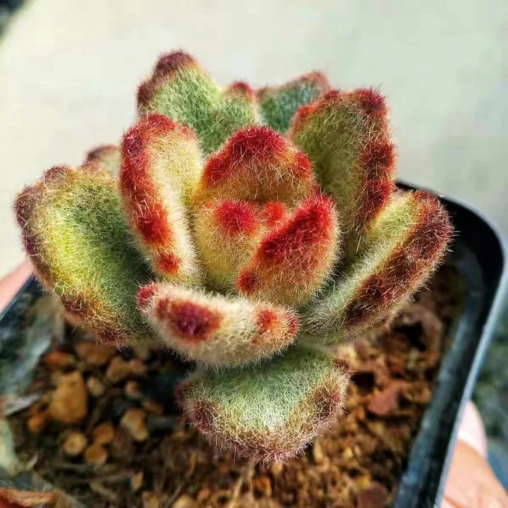 plant Aeonium Echeveria Haworthia  Caudex  Lithops Cactus  Agave 