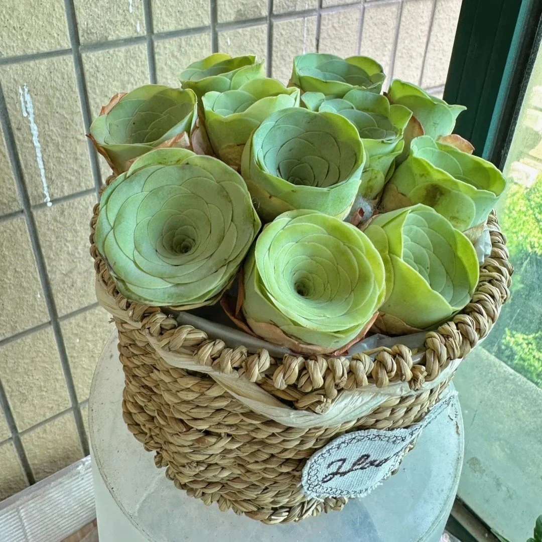 🌱🌹Mountain Rose: Beauty That Never Fades. Even for Newbie Blades!🌺