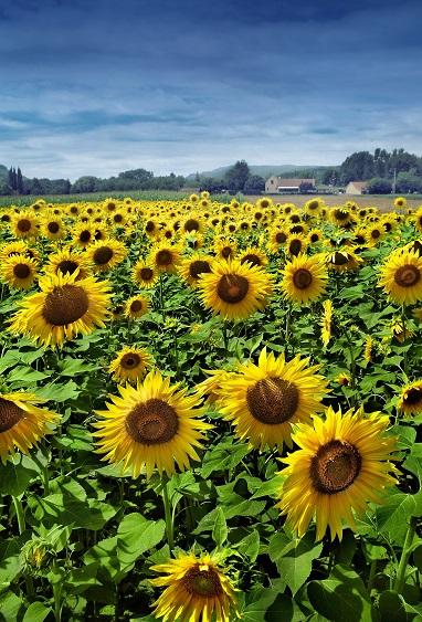 

Sunflower Field – Paint By Numbers - 40*50CM, 501 Original