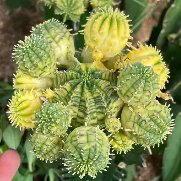 plant Aeonium Echeveria Haworthia  Caudex  Lithops Cactus  Agave 