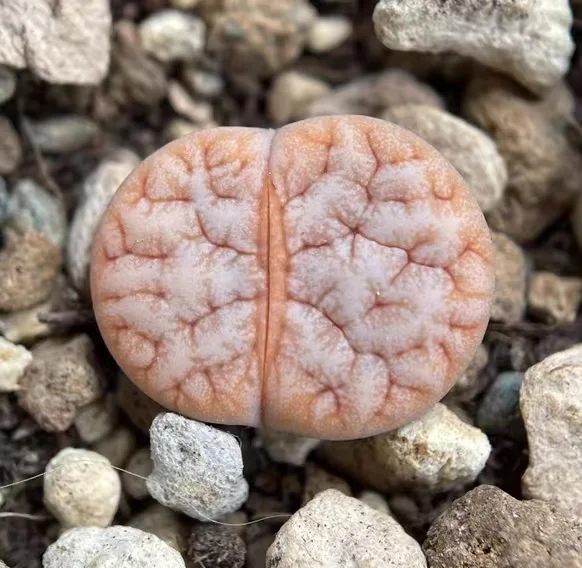 plant Aeonium Echeveria Haworthia  Caudex  Lithops Cactus  Agave 