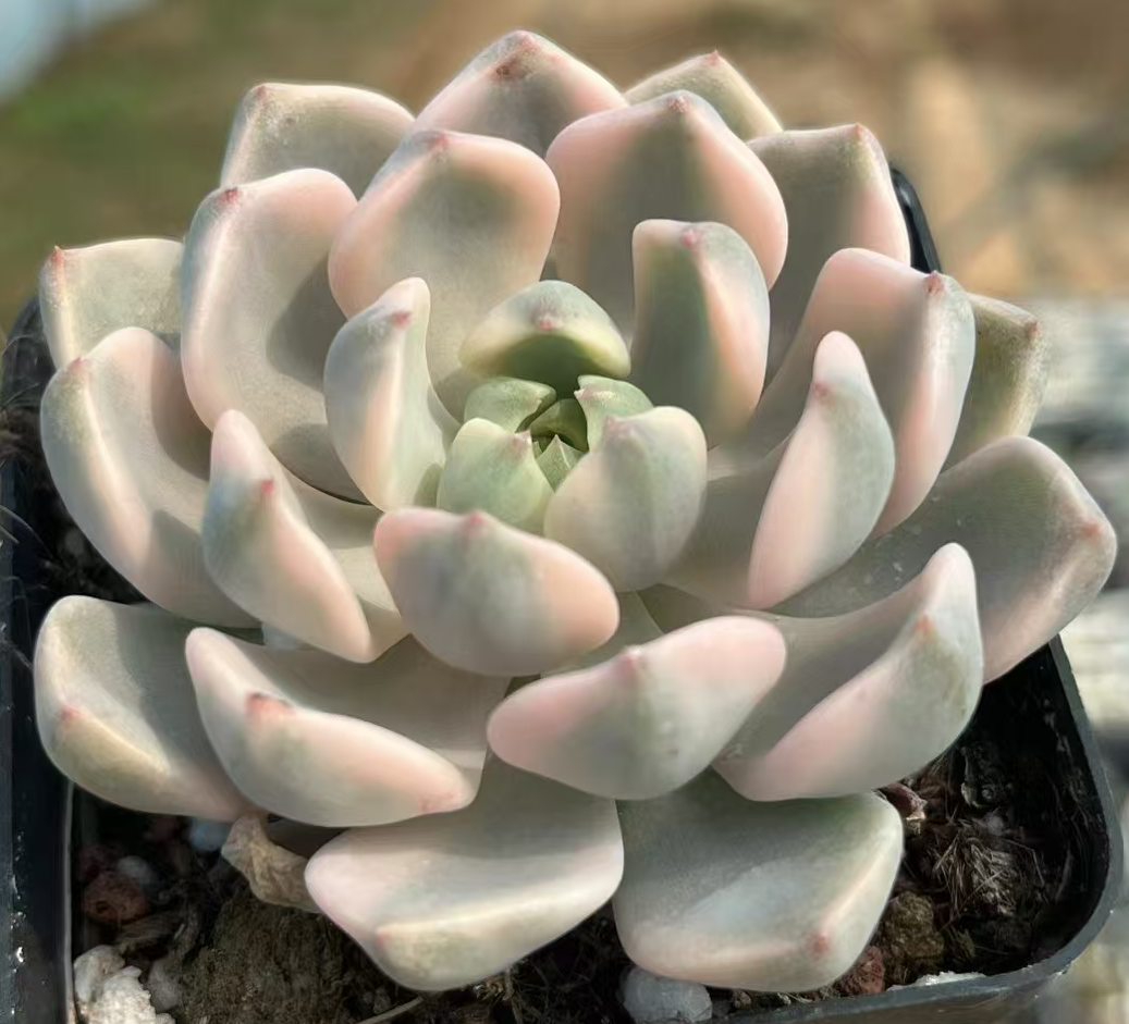 plant Aeonium Echeveria Haworthia  Caudex  Lithops Cactus  Agave 