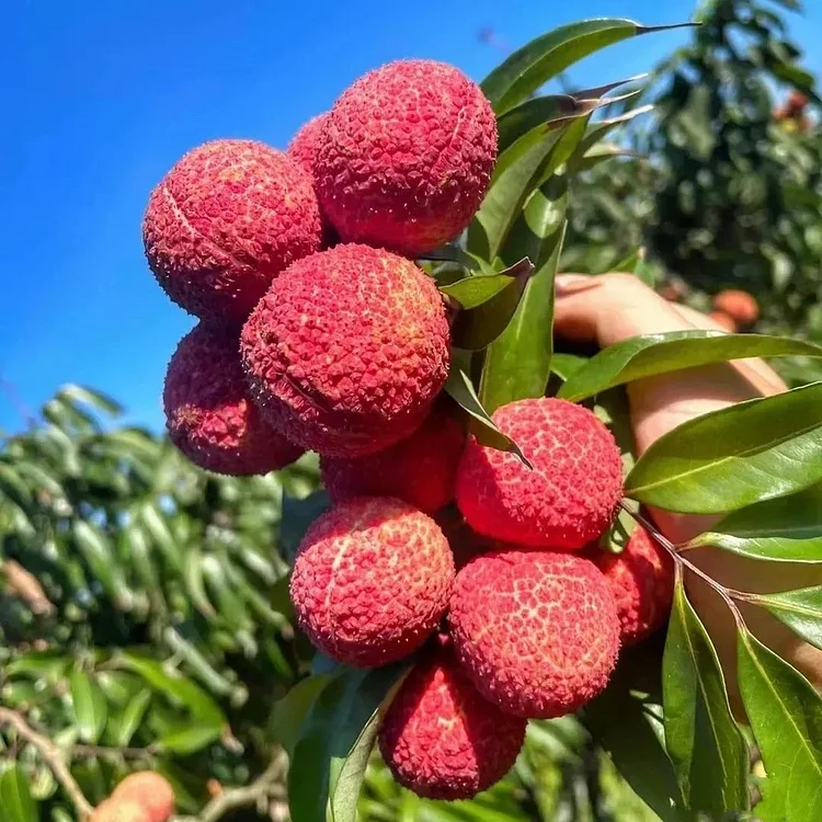 🔥Last Day Promotion 48% OFF-🌱-Seedless Lychee Seeds -98% Germination-98% Germination