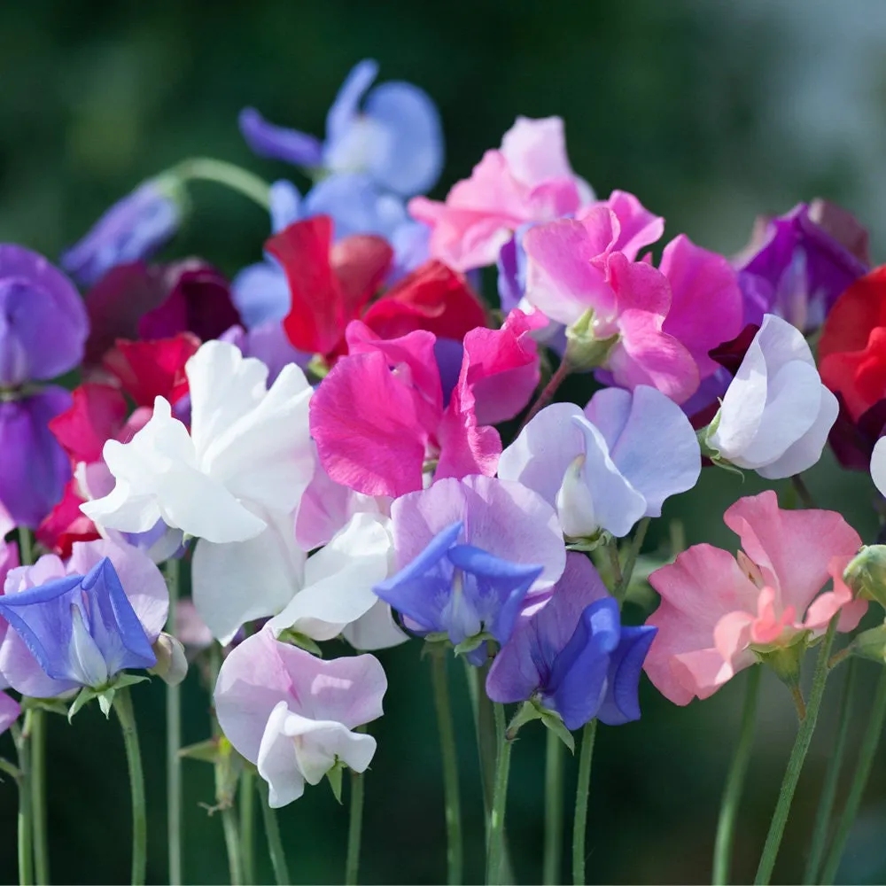 💐Multi Color Sweet Pea Flower Seeds