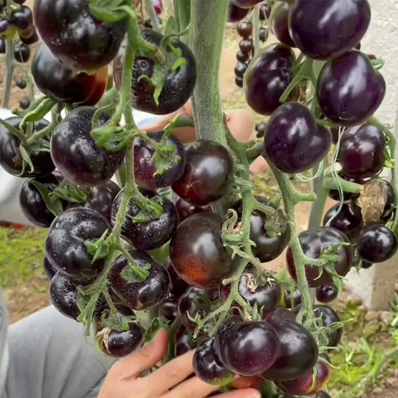 ✨Black Gem Tomato seeds
